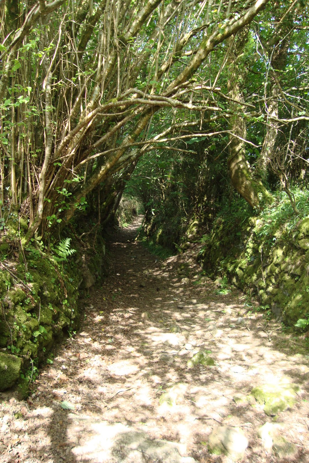 Dartmoor Trail